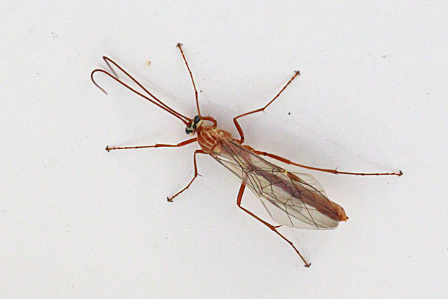 Ophion obscuratus
